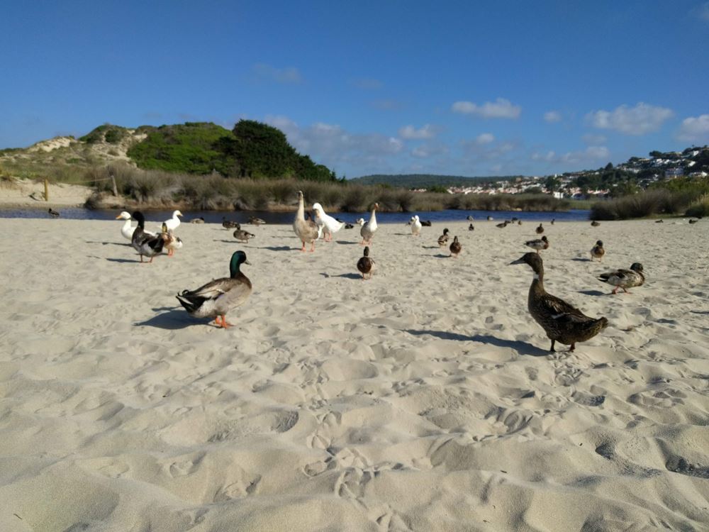 Observación de aves