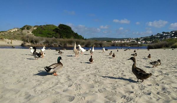 Observación de aves