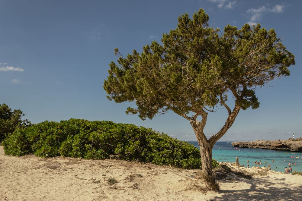 Cala en Bosch en Menorca