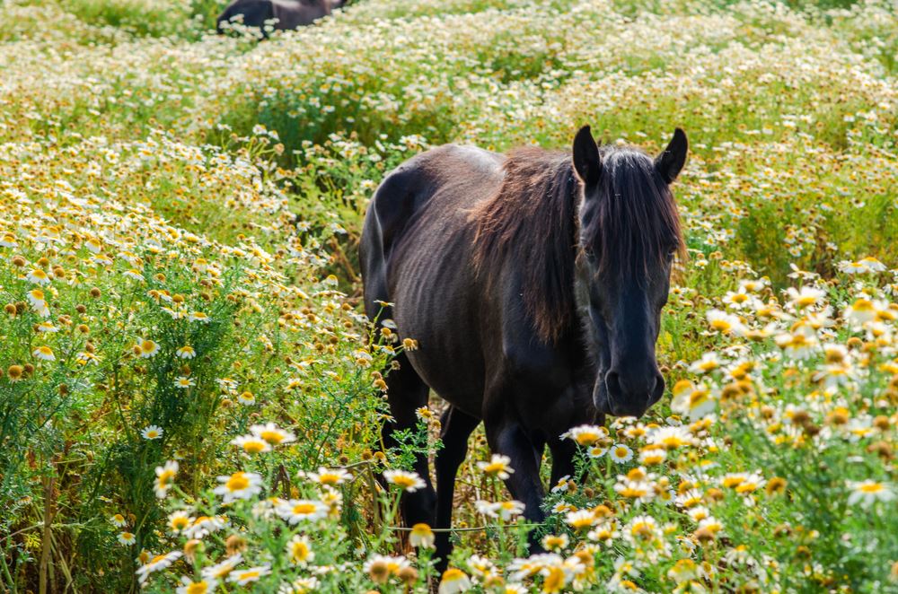 Caballos y cultura en Menorca