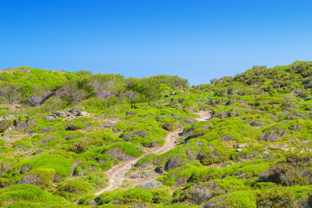 Bosques de encinas