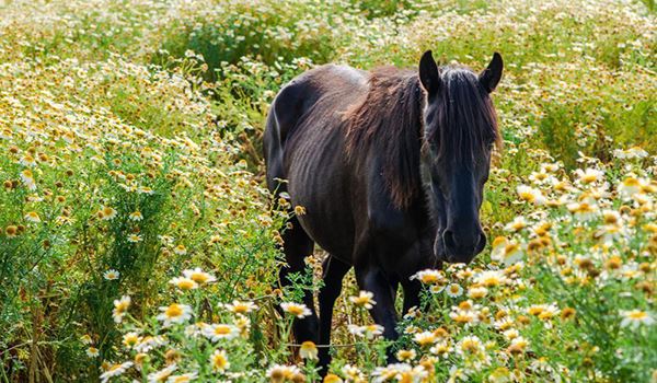 Caballos y cultura