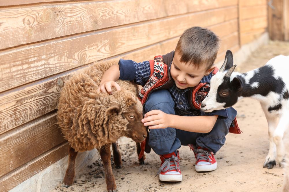 Zoológico de mascotas (Niño)